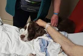 On-line Therapy Dog Handler Training Course launch Nov 3 in Recognition of One Health Day