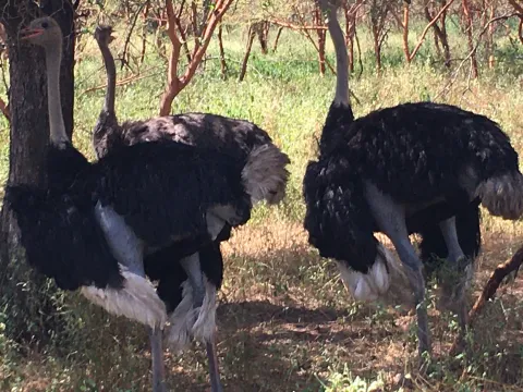Célébration de la Journée mondiale One Health Day à l'Université Assane SECK de Ziguinchor Célébration de la Journée mondiale One Health Day à l'Université Assane SECK de Ziguinchor