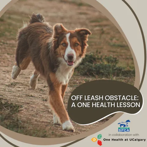 Off Leash Obstacle: A One Health Lesson  Off Leash Obstacle: A One Health Lesson