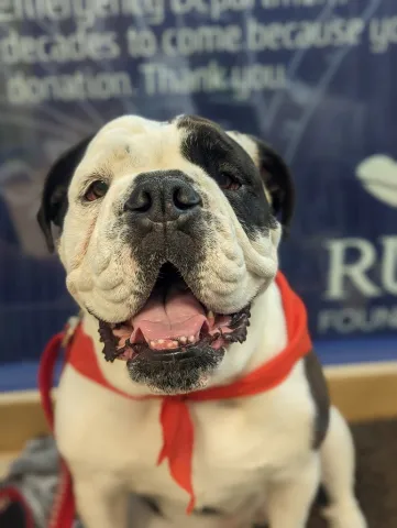 Zooeyia with Therapy Dogs Zooeyia with Therapy Dogs